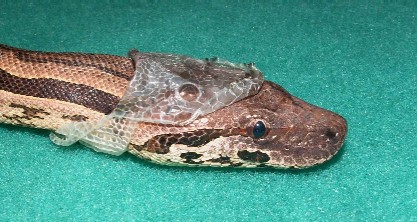 Madagascan Ground Boa (Acrantophis madagascariensis) -5