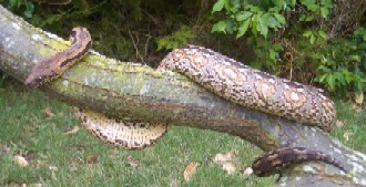 Madagascan Ground Boa (Acrantophis madagascariensis) -1