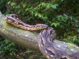 Madagascan Ground Boa (Acrantophis madagascariensis) -2