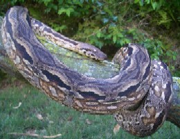 Madagascan Ground Boa (Acrantophis madagascariensis) -3
