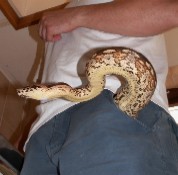 Trouser snake Click to enlarge